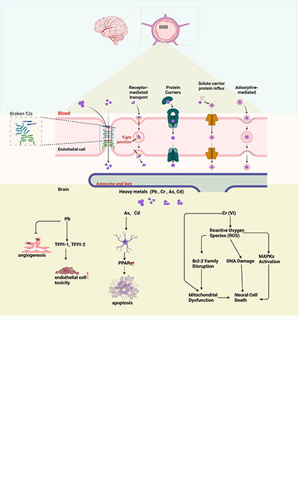 Effects of xenobiotics on the blood-brain barrier and neural gene expression