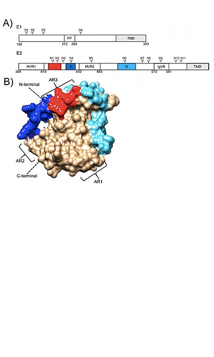 Recent approaches in clinical trials of hepatitis C virus vaccine, challenges and future directions