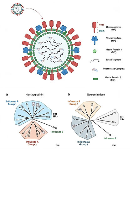 Prospects of universal influenza virus vaccine and the current challenges of new antiviral drugs