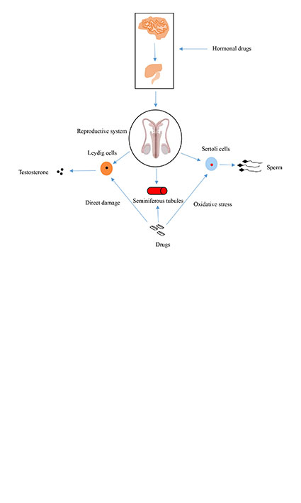 Progress in the study of toxic effects of drugs on the male reproductive system