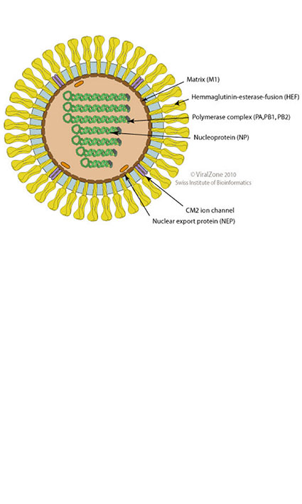 Antigenic switch potential of influenza D virus