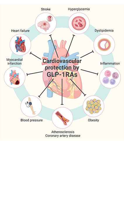 GLP-1 receptor agonism in cardiovascular disease prevention