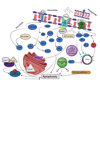 Insight into the anti-cancer and anti-viral therapeutic properties of biological active molecule prodigiosin