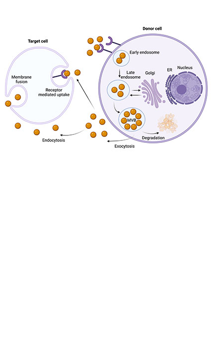 Harnessing exosomes: the future of drug delivery across biological barriers