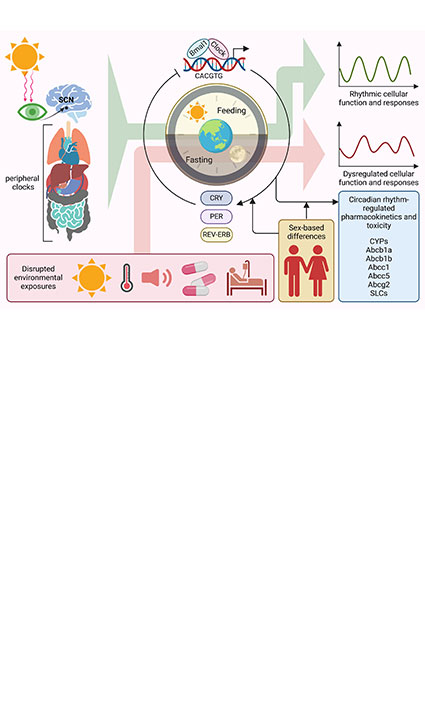 Time matters: chrono-pharmacotherapy as precision medicine