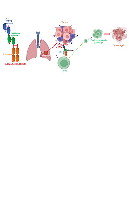 Pharmacokinetics and pharmacodynamics of Tarlatamab, DLL3-Targeted FDA-approved Bispecific T-Cell Engager