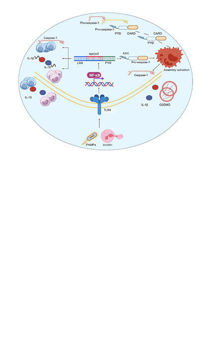 Targeting NLRP3 inflammasome-driven neuroinflammation in Alzheimer’s disease